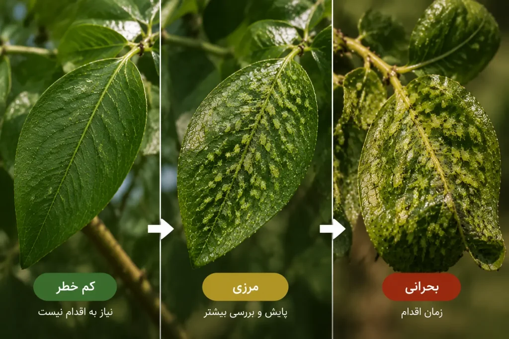 آستانه-خسارت-پسیل-پسته