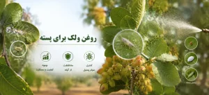 روغن-ولک-برای-پسته